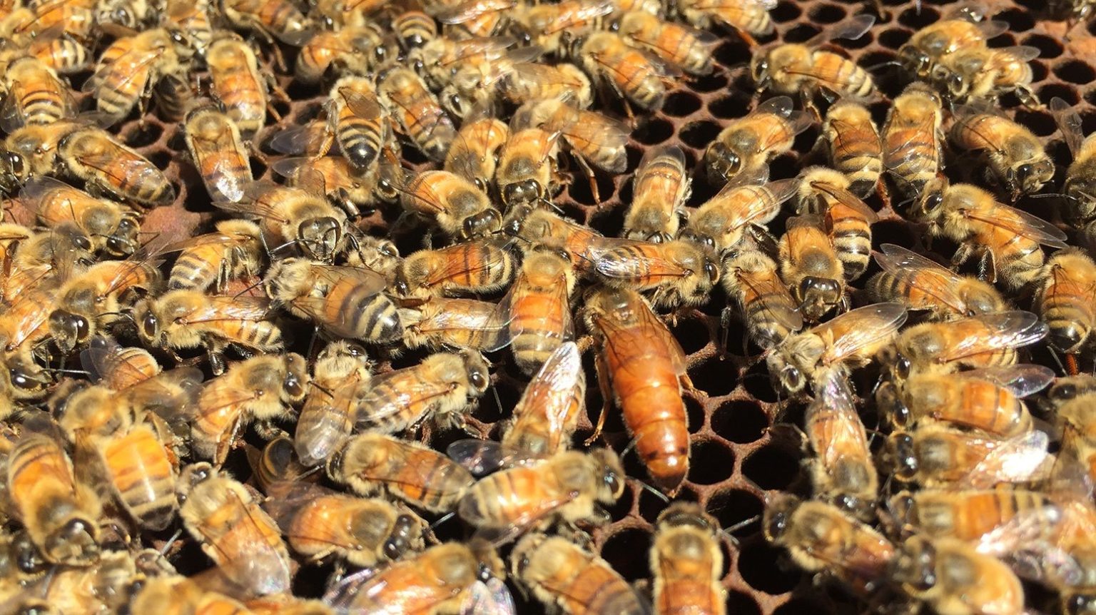 Mated Queen Bee Deseret Hive Supply