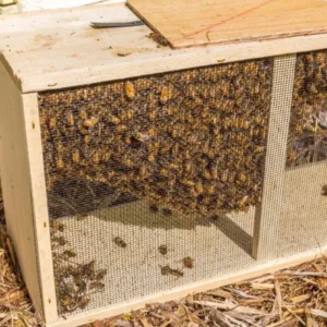 3-Pound Package Bees